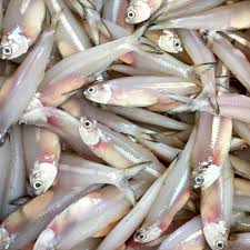 Anchovy (Netholi) Anchovy (Netholi)