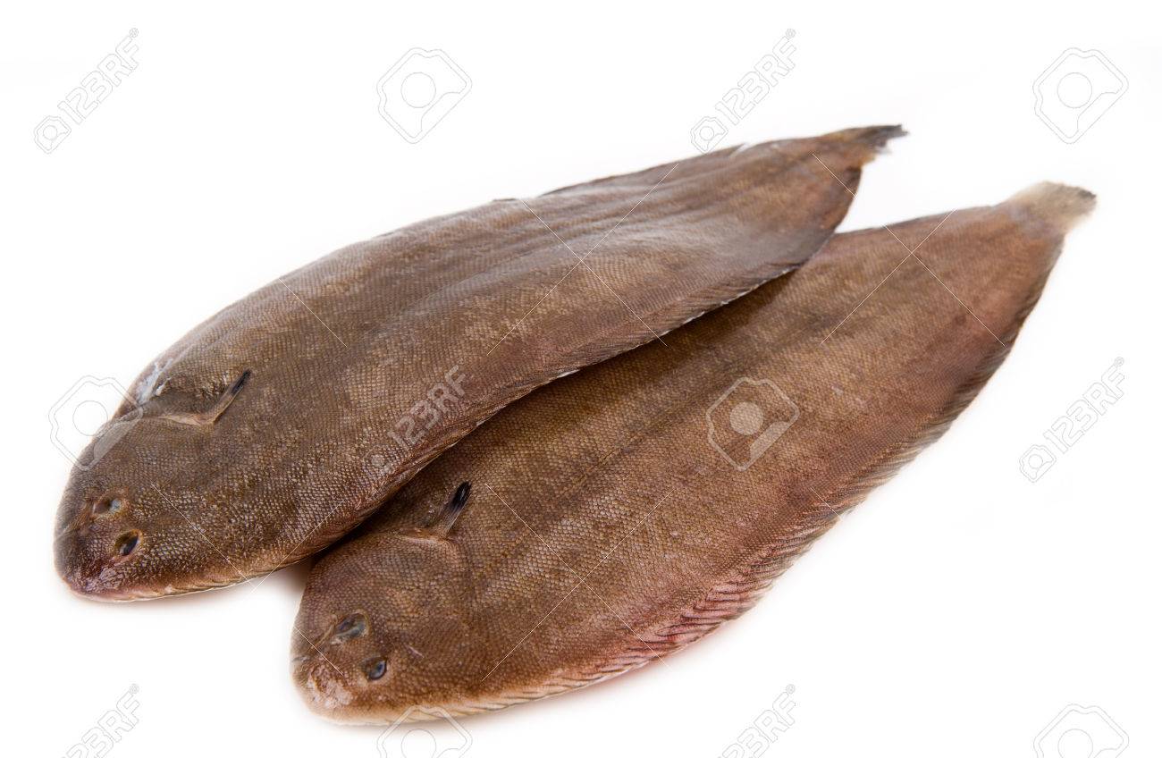 Sole Fish (MANDAL)