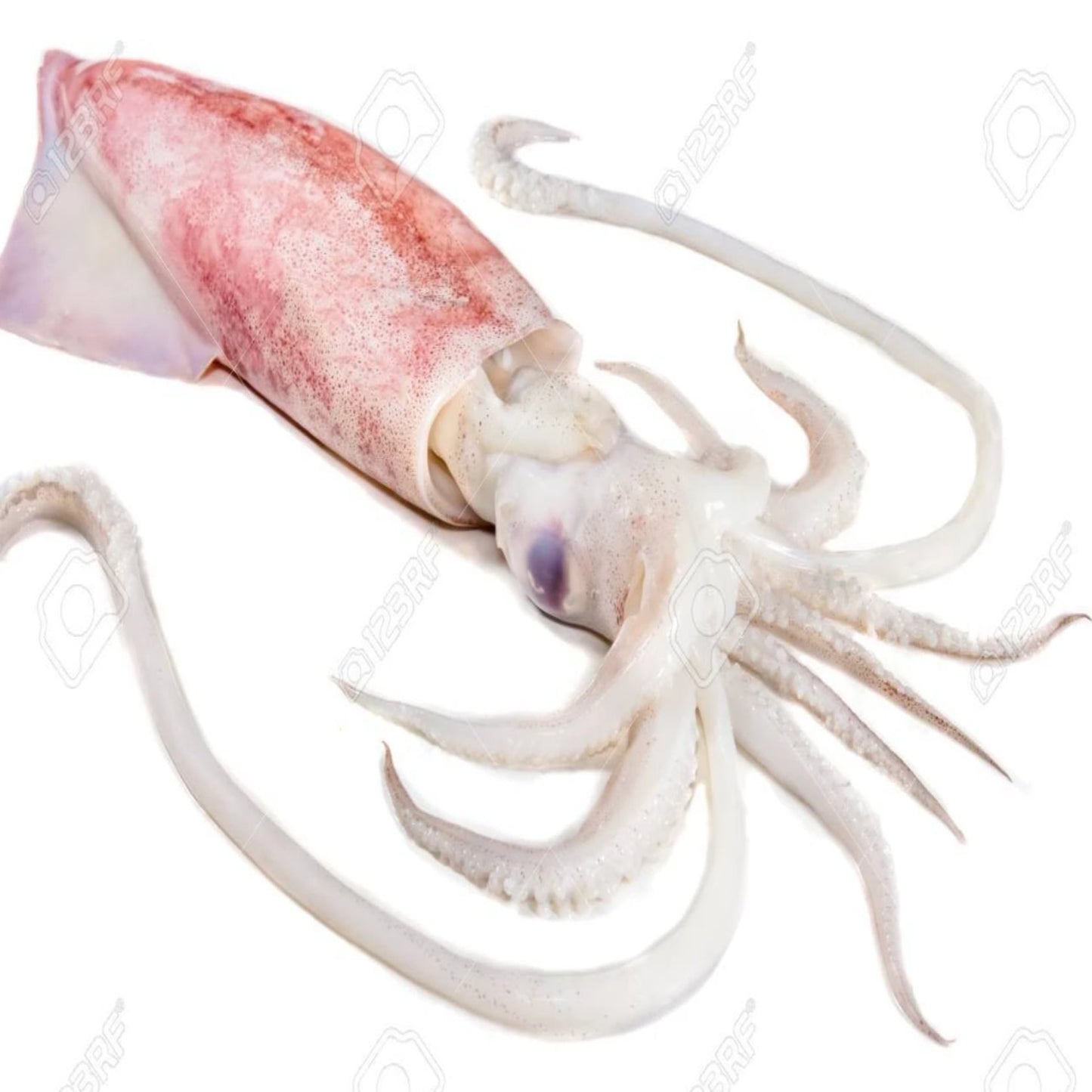 SQUID SQUID