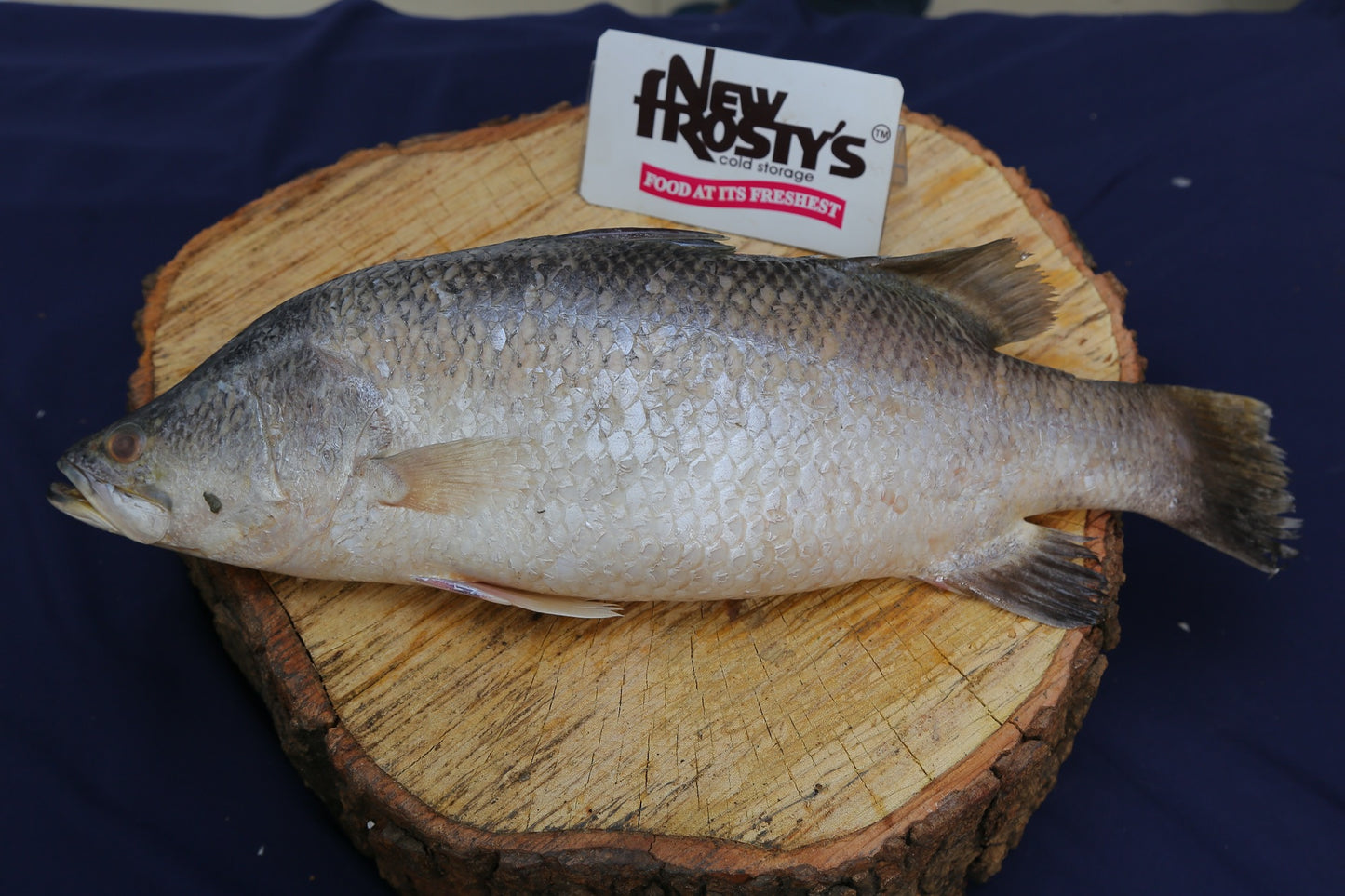 Bethki (Sea Bass) Bethki (Sea Bass)