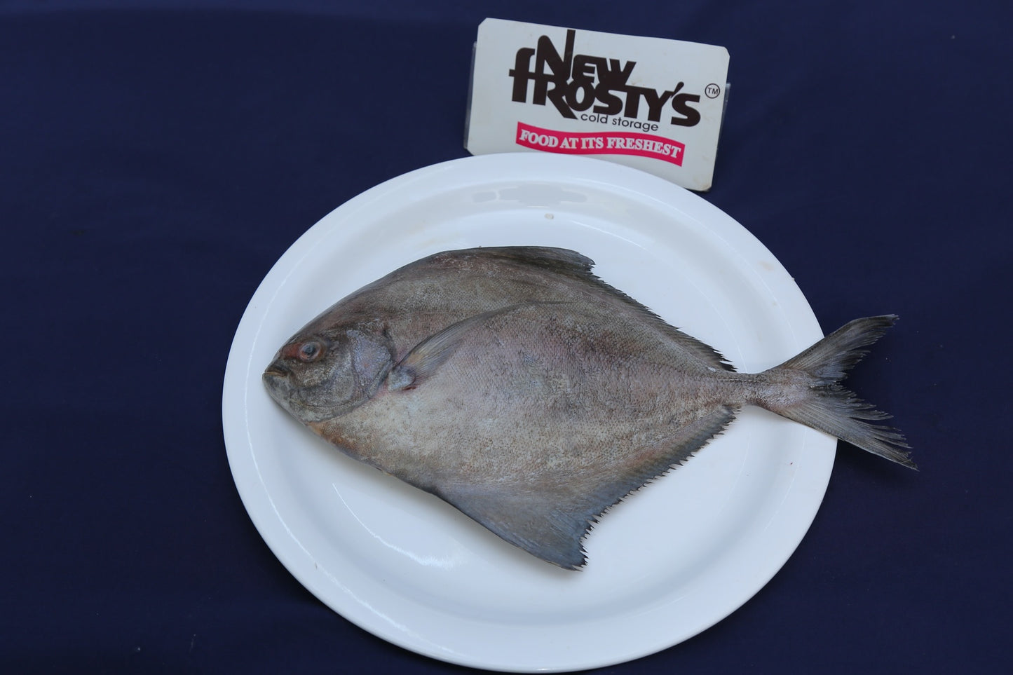 Black Pomfret (MEDIUM) Black Pomfret (MEDIUM)