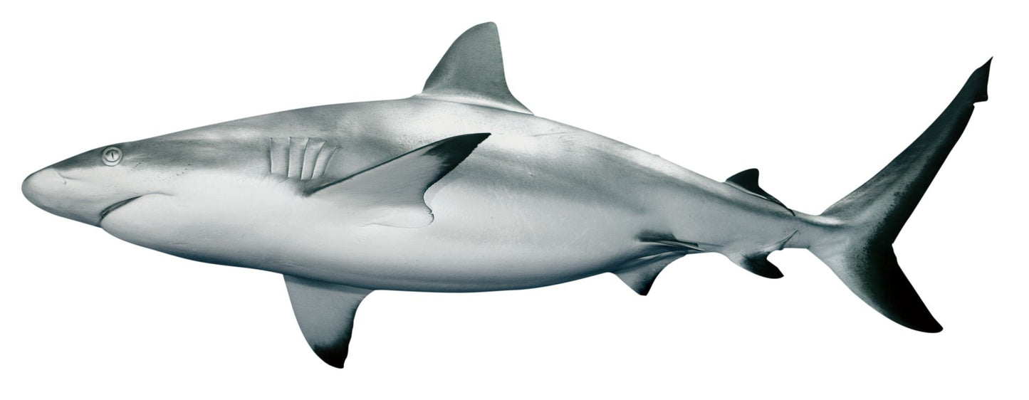 Shark (SRAAVU)FULL Shark (SRAAVU)FULL