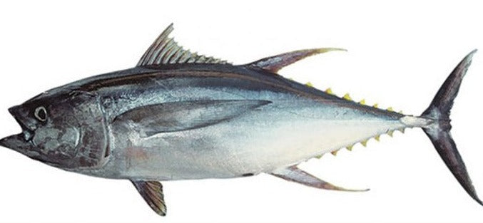 Tuna FISH (Choora) full
