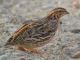 Quails Quails