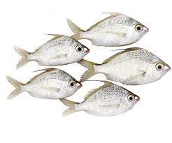 PRACHI / Perch Fish PRACHI / Perch Fish