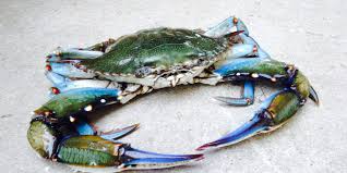 CRAB (BLUE) CRAB (BLUE)