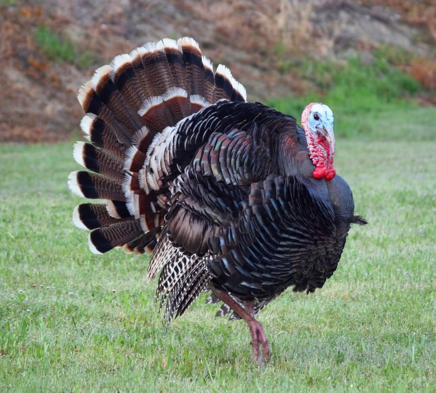 Turkey Turkey