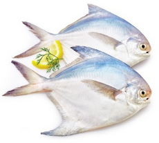 White Pomfret (MED) White Pomfret (MED)