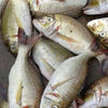 PALU(velameen)