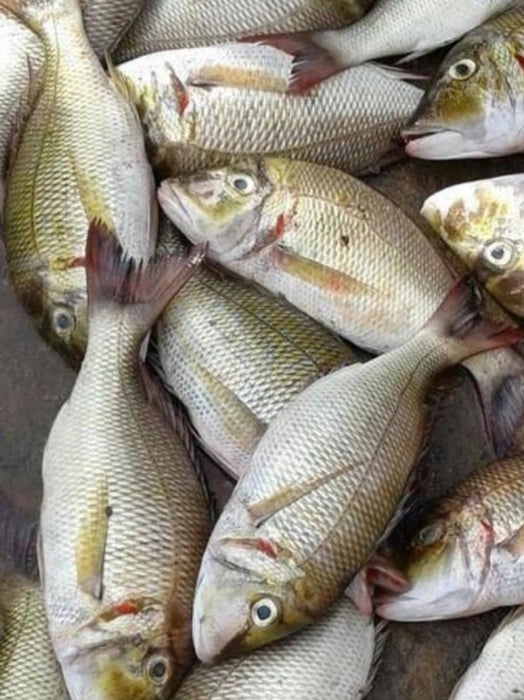 PALU(velameen)