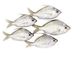 PRACHI / Perch Fish