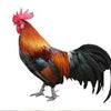 COUNTRY Chicken (NATTU KOZHI)