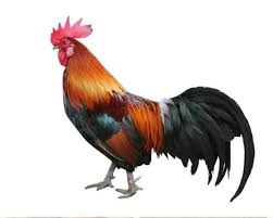 COUNTRY Chicken (NATTU KOZHI)