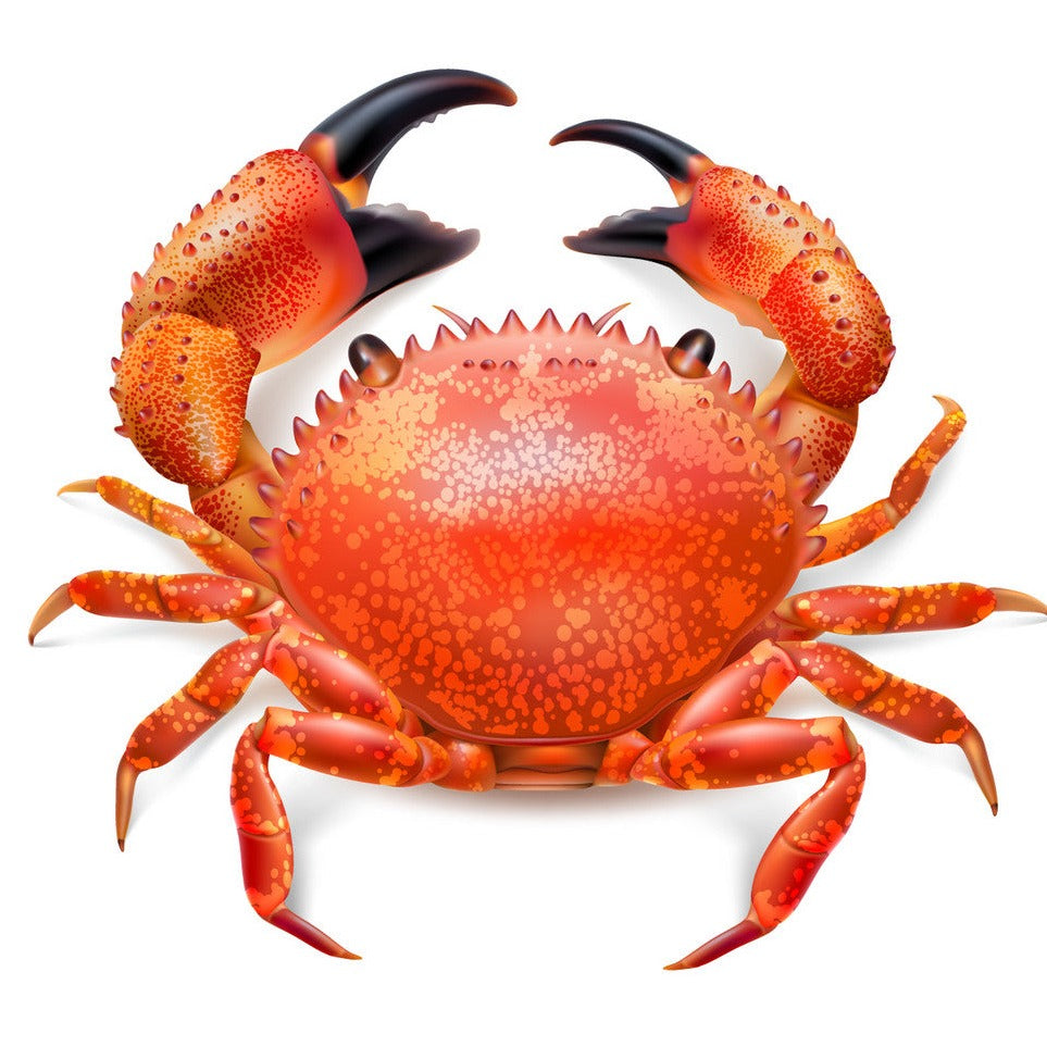 CRAB (RED)