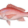 Red Snapper(CHEMPALL